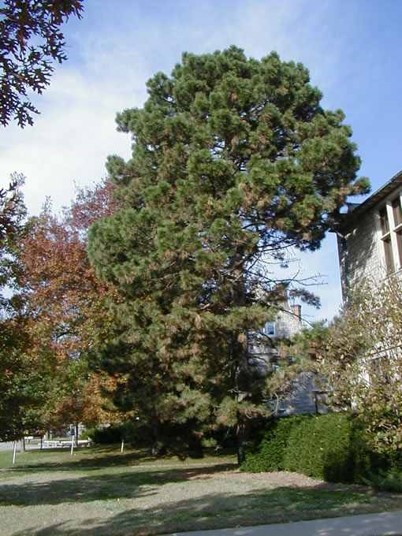 <p>2 needles per, 3-5” long</p>