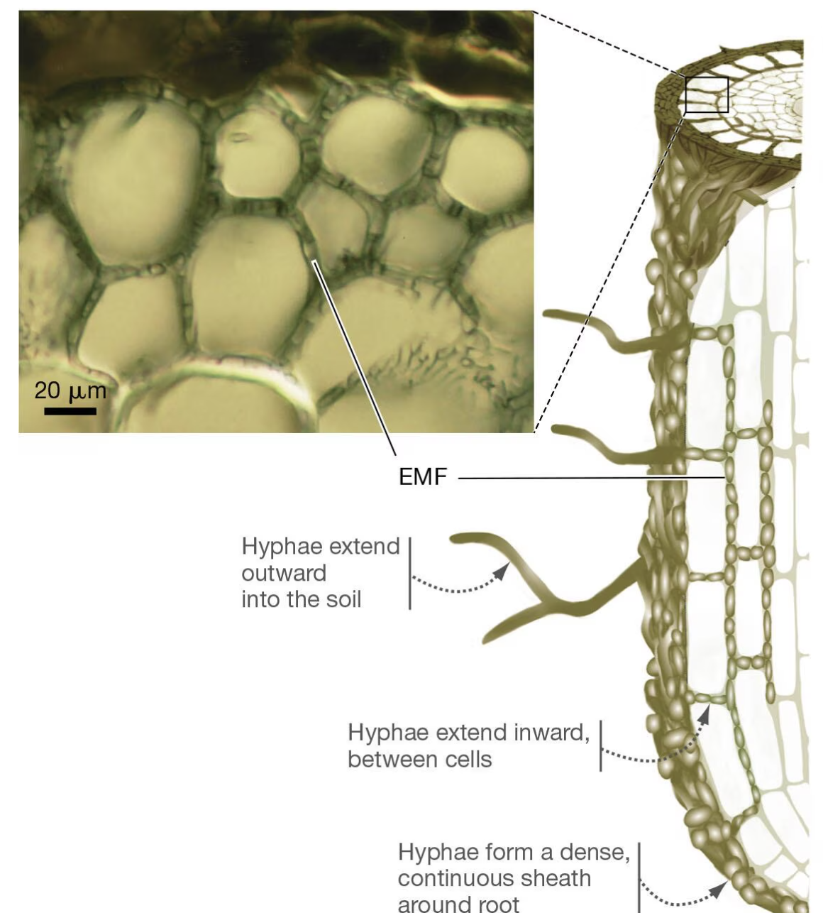 <p>EMF Ectomycorrhizal </p>