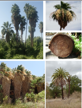 <p>Arecaceae</p>