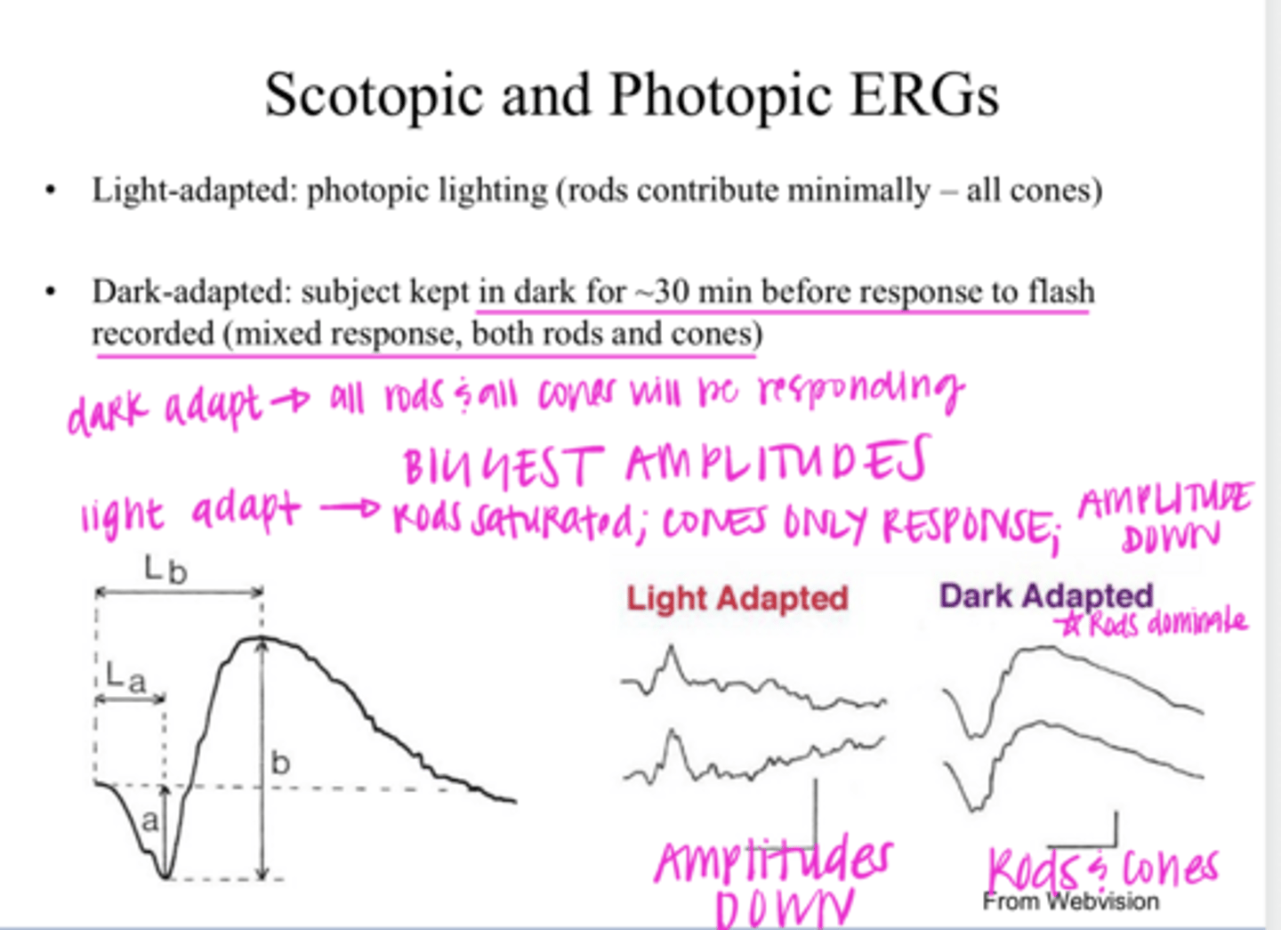 <p>When the patient is DARK ADAPTED, the ERG will look like what?</p>