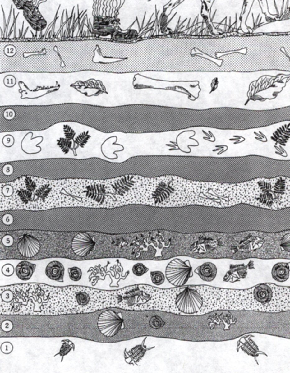 <p>the information about Earth's history that can be gathered from fossils<br><br>información sobre la historia de la Tierra que puede reunirse a partir de los fósiles</p>