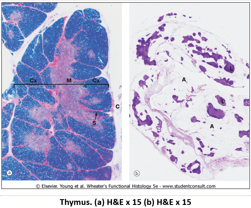 <ul><li><p><strong>Encapsulated</strong> with <strong>trabeculae</strong> dividing it into <strong>lobules</strong>.</p></li><li><p><strong>Cortex (outer dark region)</strong> – Contains <strong>proliferating T cells</strong> and macrophages.</p></li><li><p><strong>Medulla (inner light region)</strong> – Contains <strong>reticular cells, epitheliocytes, and Hassall’s corpuscles</strong>.</p></li></ul><p></p>