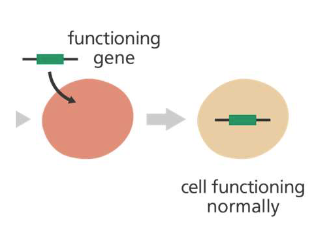 <p>Primarily an experimental technique that uses genes to treat or prevent disease (NIH)</p>