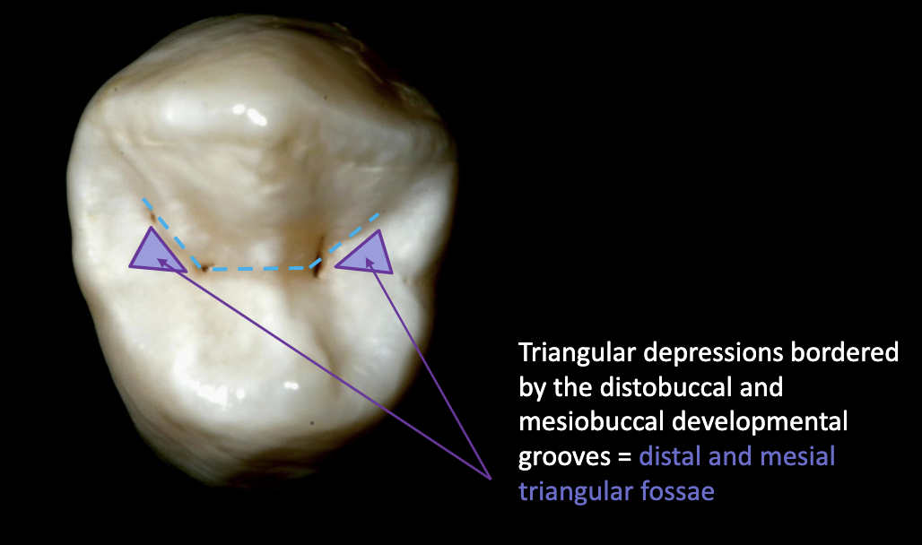 <p>distal and mesial triangular fossae</p>