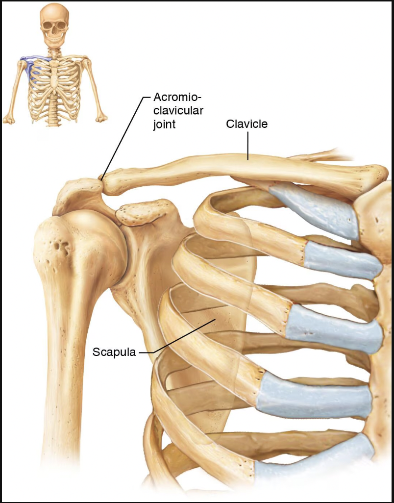 Appendicular Skeleton/Bones Chapter 7 (Lab 4) Flashcards Knowt