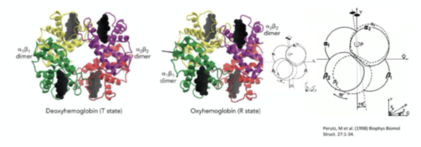 <p>one aB dimer rotates relative to other aB dimer</p>