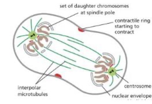 <ul><li><p>the cleavage furrow</p></li><li><p>Cytoplasm is divided in two by a contract only end of actin and myosin filaments, which pinches the cell to create two daughters, each with one nucleus</p></li><li><p>Actin and myosin filaments = contractile ring</p></li><li><p>Plants = cell plate, animals = cleavage furrow</p></li></ul><p></p>