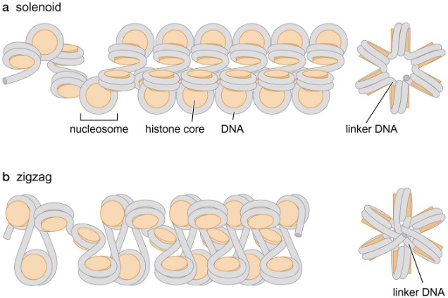 Both forms may be found depending on linker DNA length