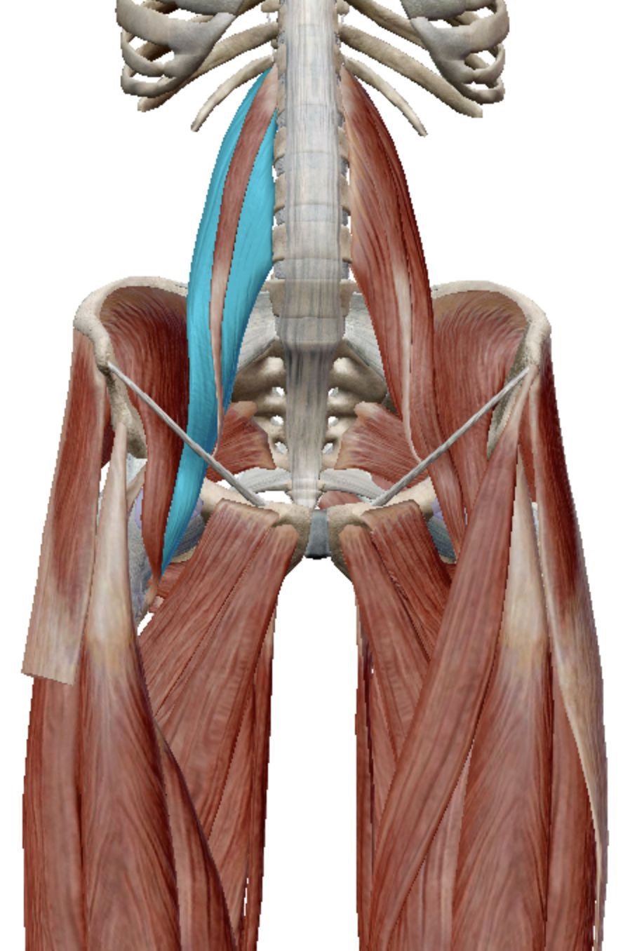 <p>Psoas Major</p>