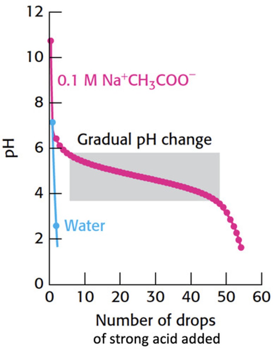<p>How does acetate act as a buffer</p>