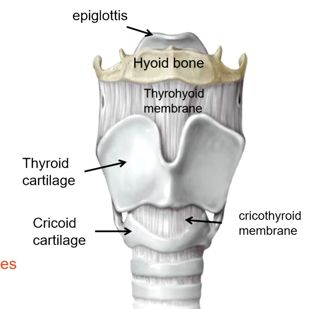 <p>epiglottis<br>thyroid cartilage<br>cricoid cartilage</p>