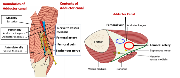 <p>Apex of the Femoral Triangle</p>