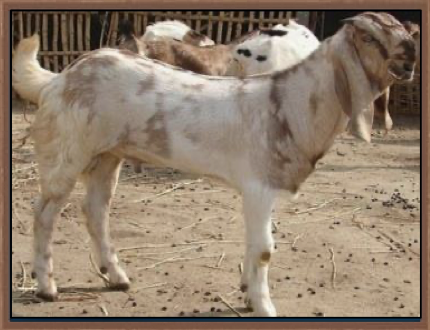 <ul><li><p>also known as ram chhagal</p></li><li><p>indian goat breed</p></li><li><p>found in limited scale in urban and peri-urban areas of bangladesh</p></li><li><p>white, black, yellow, brown, or mixed</p></li><li><p>roman nose, long ears, flat, drooping</p></li><li><p>milk fat: 5-6%</p></li><li><p>small sized horns that curve backwards </p></li></ul><p></p>