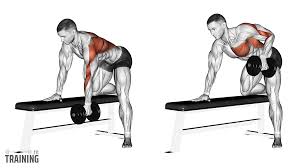 <ul><li><p>Latissimus Dorsi</p></li><li><p>Rhomboids</p></li><li><p>Biceps Brachii</p></li></ul><p></p>