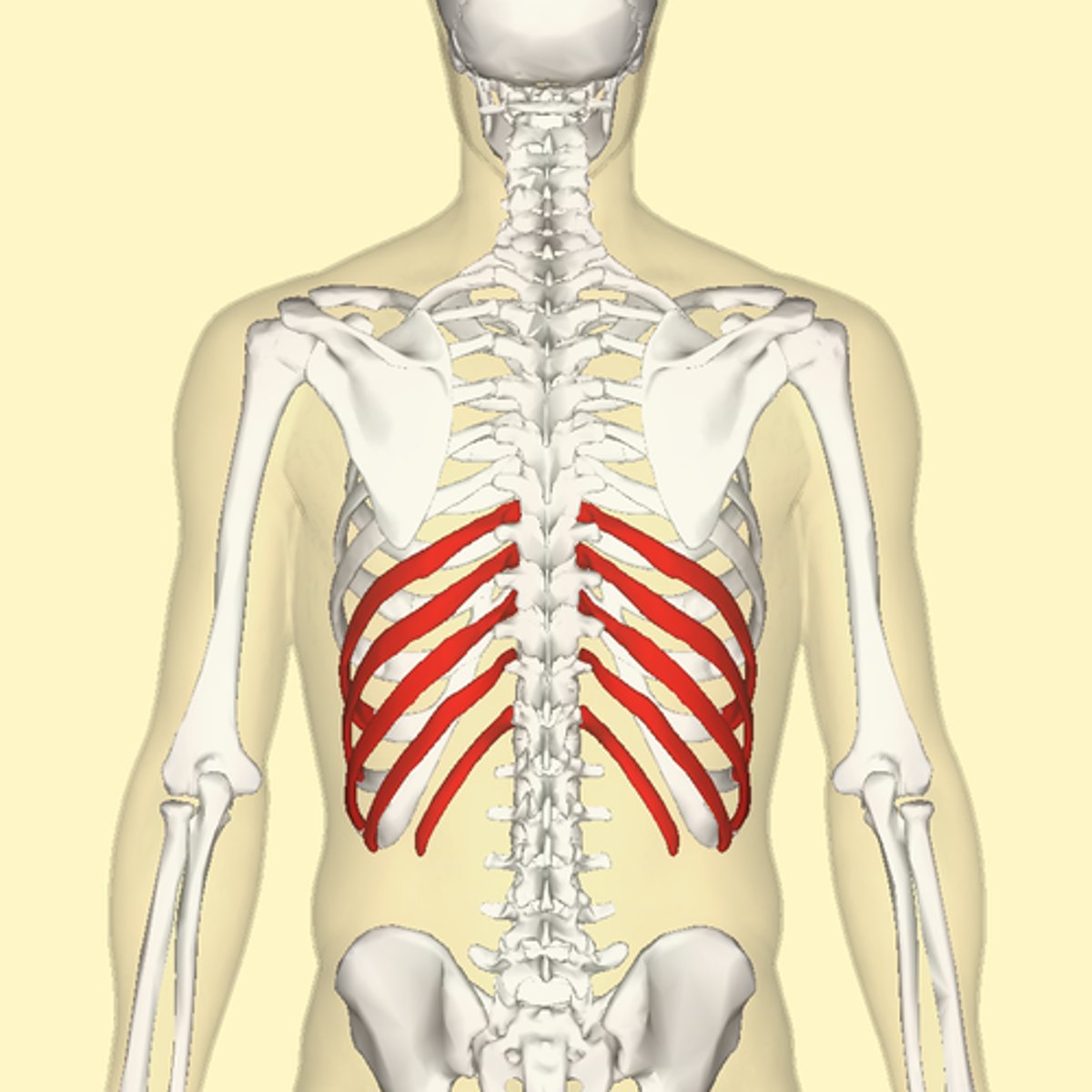 <p>last 5 pairs of ribs; attach indirectly to the sternum or do not attach at all. Ribs 8-12.</p>