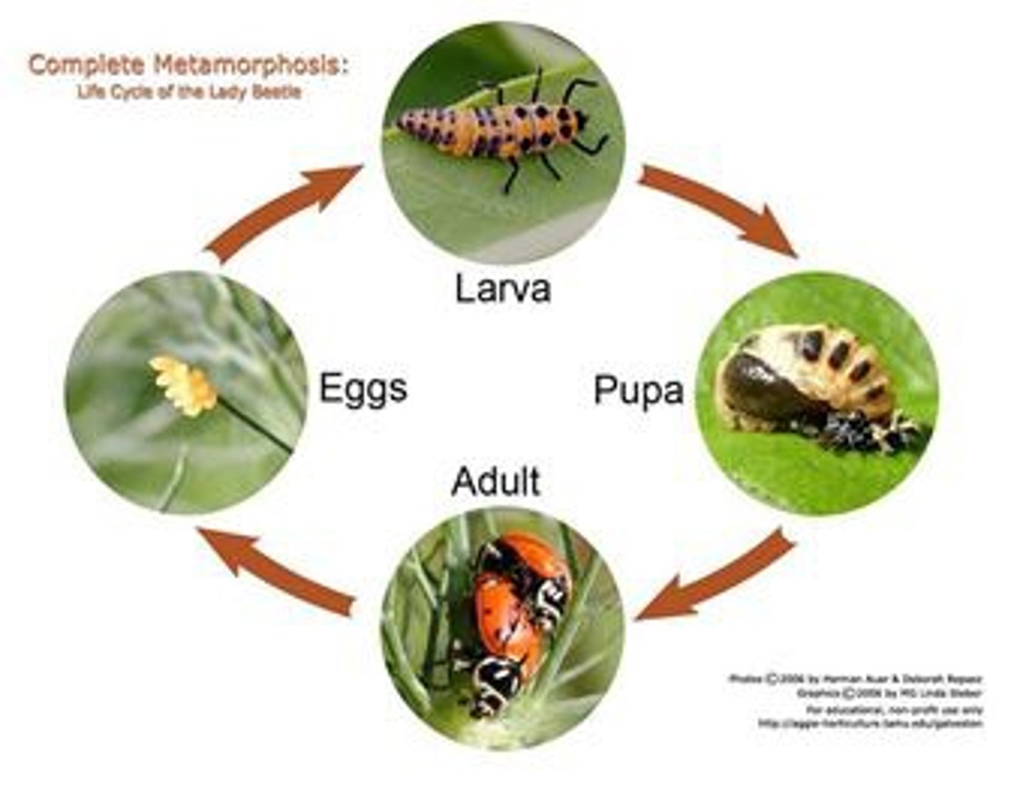 <p>A common form of insect development that normally includes four stages: egg, larva, pupa, adult.</p>