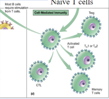 <p>-mature T-cells are naive until they are activated by antigen presentation</p><p>-once activated, they proliferate into effector cells and memory cells</p><p>-effector cells carry out specific functions to protect host</p><p>-regulatory (Treg) cells</p><p>-T-helper (TH) cells: help with activation CTL</p><p>-cytotoxic lymphocyte (CTL): matured from cytotoxic t-cells, destroy infected host cells</p><p>-memory T-cells</p>