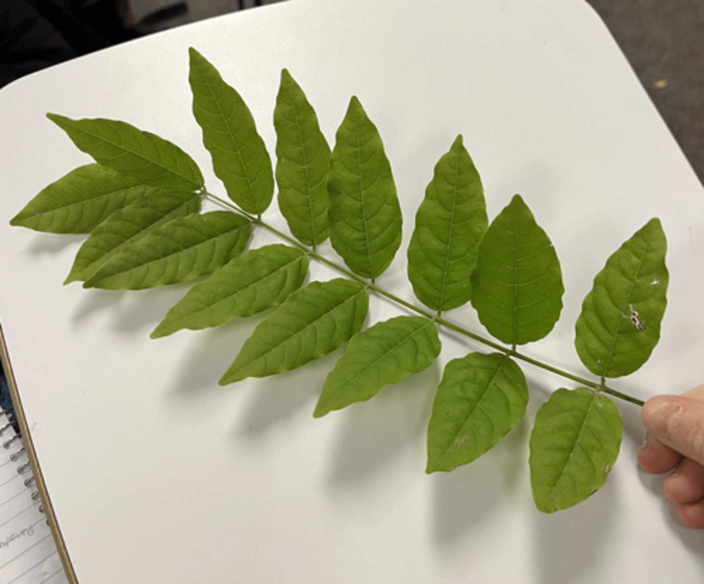<p>undulate leaf margin, bad fall color, larger leaves, pinnately compound, twining</p>