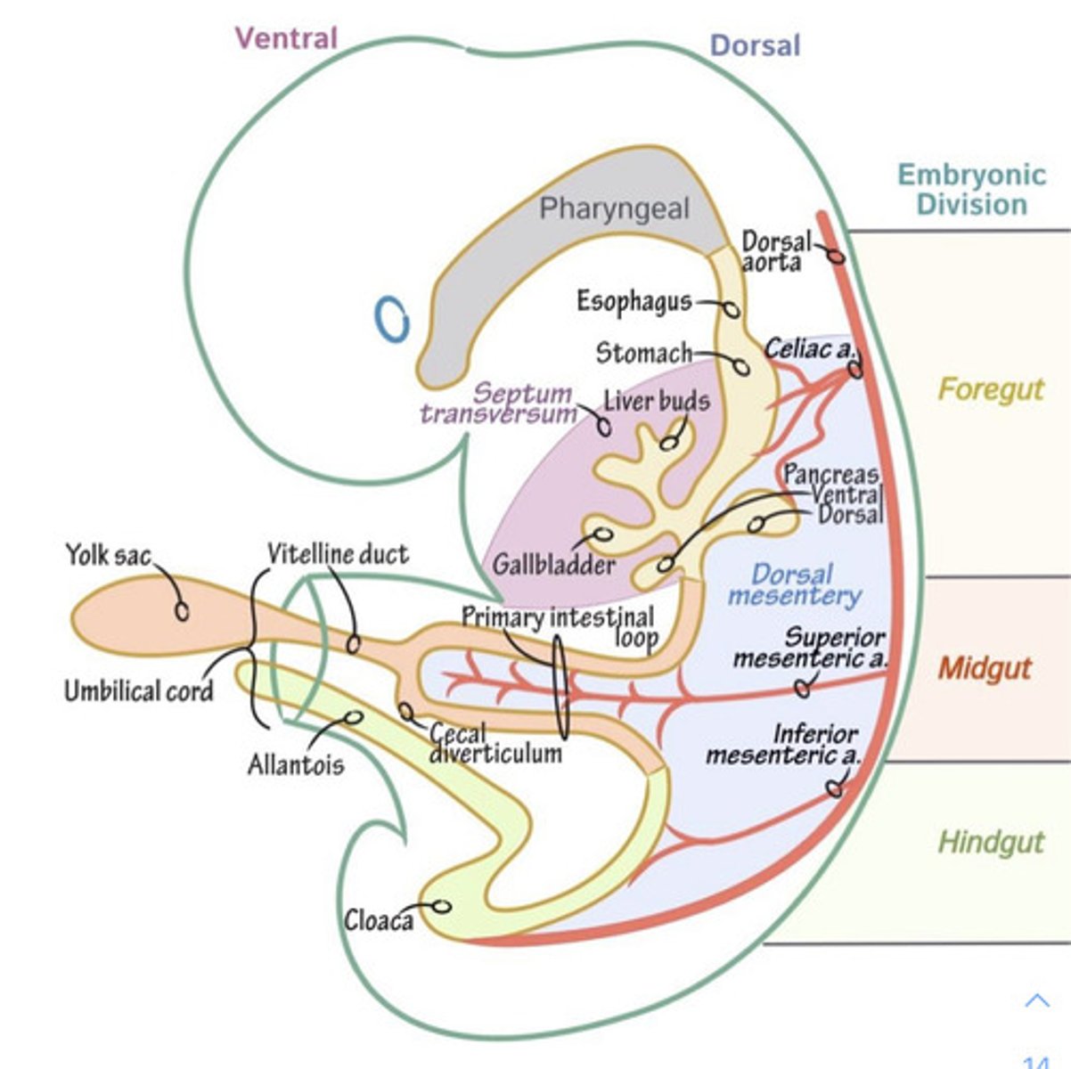 <p>(1) vitelline duct = connects to yolk sac</p><p>(2) allantois = connects to bladder</p>