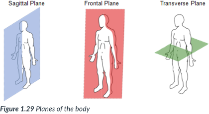 <p>divides the body into unequal left &amp; right parts.</p>