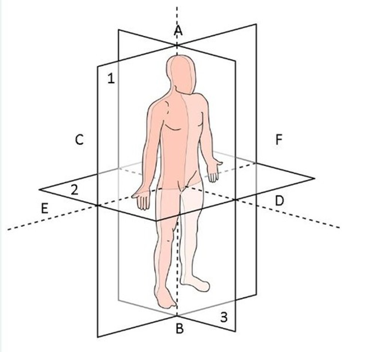 <p>Coronal = Plane 1</p><p>Transverse = Plane 2</p><p>Sagittal = Plane 3</p>