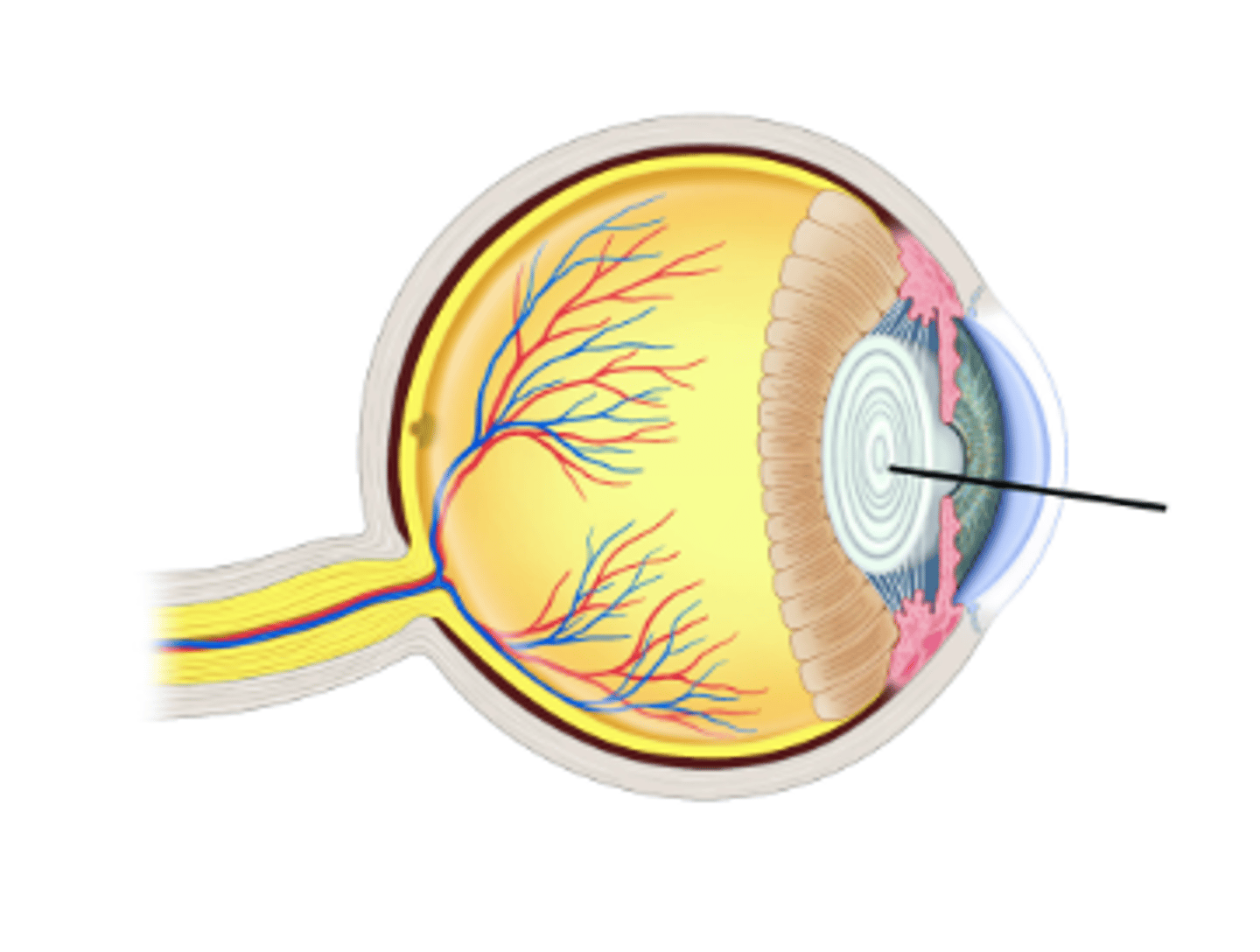 <p>Identify structure.</p>