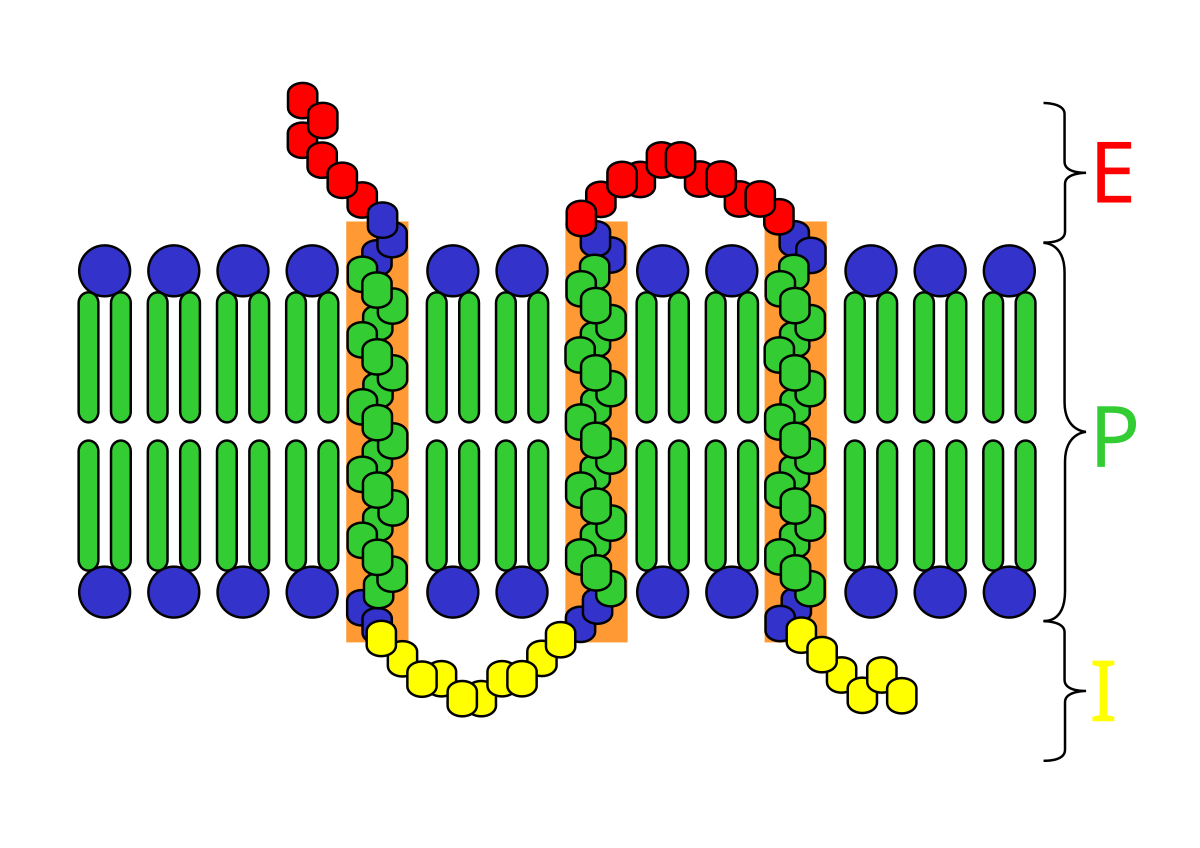 <p>penetrate fully through the membrane </p>