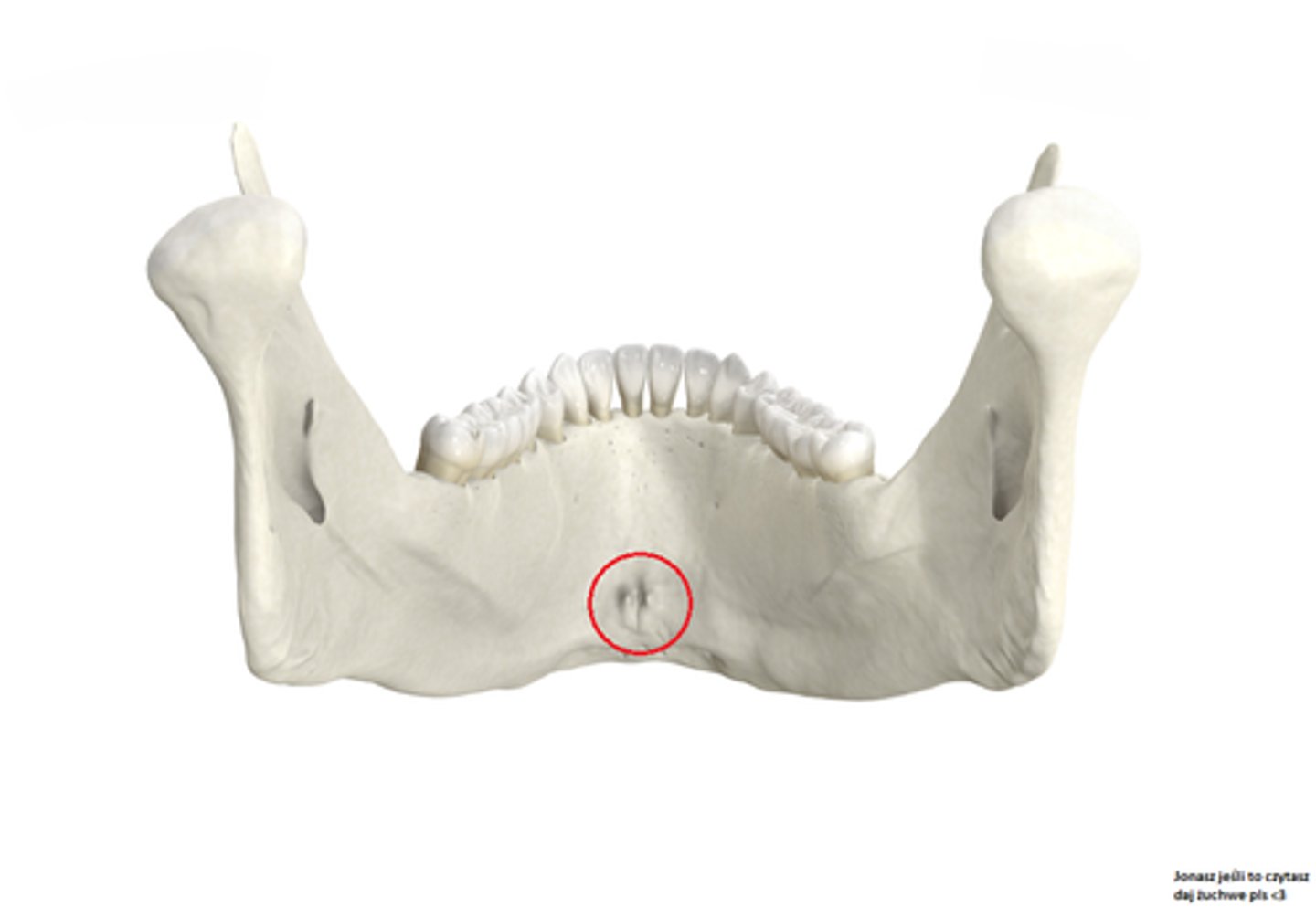<p>site of attachment for muscles</p>