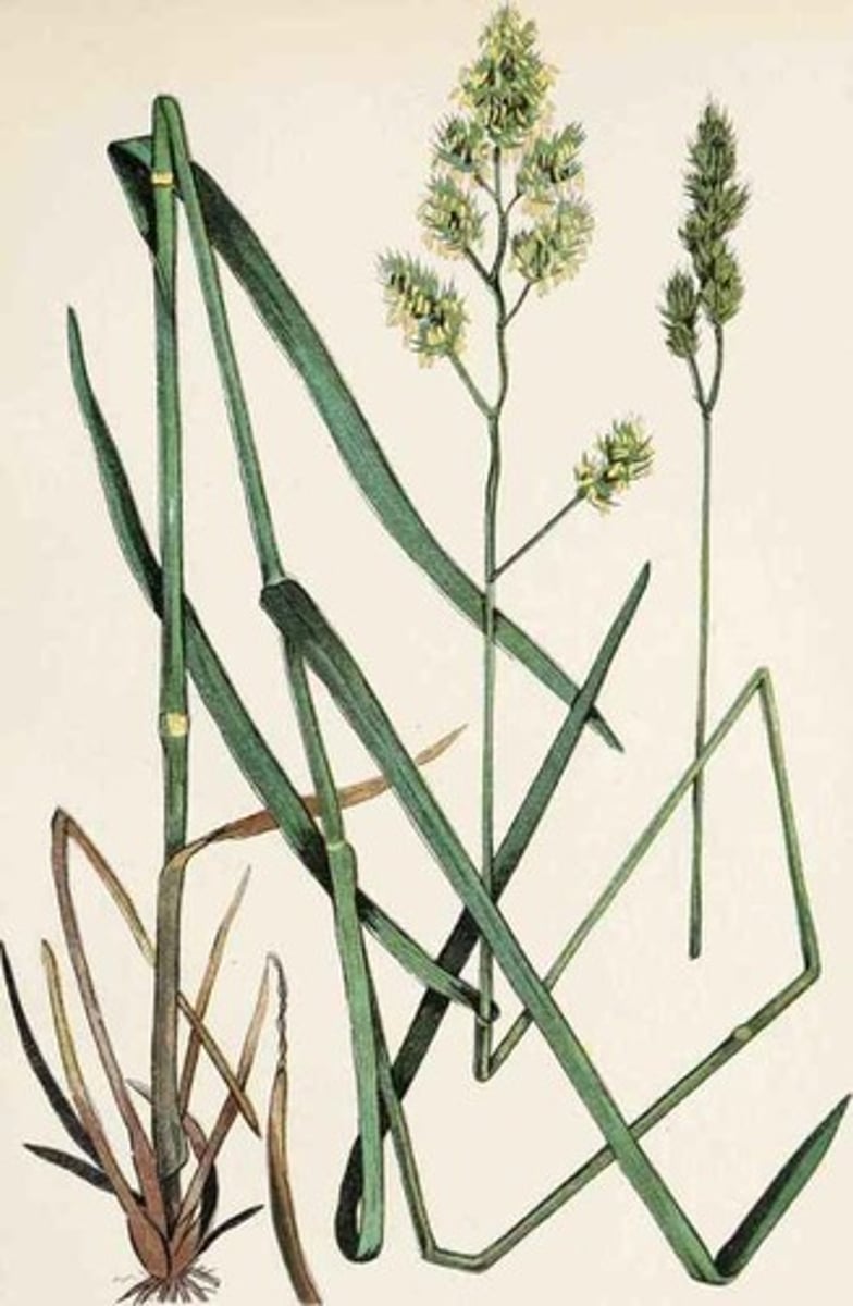 <ul><li><p>branching spike</p></li><li><p>spikelets blobs</p></li></ul><p>Species</p>