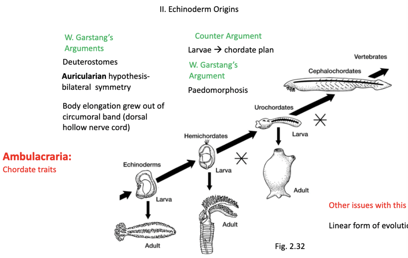 <ul><li><p>W. Garstang’s arguments</p><ul><li><p>deuterostomes</p><ul><li><p>share embryonic similarities of cleavage + mesodermal/coelomic formation </p></li></ul></li><li><p><strong>auricularia hypothesis </strong>(appears similar to tornaria larvae?)</p><ul><li><p>bilateral symmetry&nbsp;(left + right side)- echinoderm larvae + chordates</p></li><li><p>body elongation grew out of circumoral band (dorsal hollow nerve cord)</p></li></ul></li></ul></li><li><p>counter argument</p><ul><li><p>larvae→ chordate plan?</p></li></ul></li><li><p>W.Garstang’s argument</p><ul><li><p><strong>paedomorphosis</strong>- larval characteristics observed in adult form&nbsp;</p></li></ul></li></ul><img src="https://knowt-user-attachments.s3.amazonaws.com/96d9d6bc-2982-4ef9-a7ba-67419b743273.png" data-width="100%" data-align="center"><p></p>