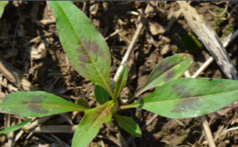 <p>Pennsylvania smartweed&nbsp;(Polygonaceae)</p>