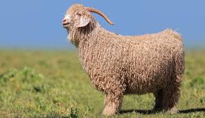 <p>The most valued characteristic of this breed as compared to other goats is the value of the mohair that is clipped</p>