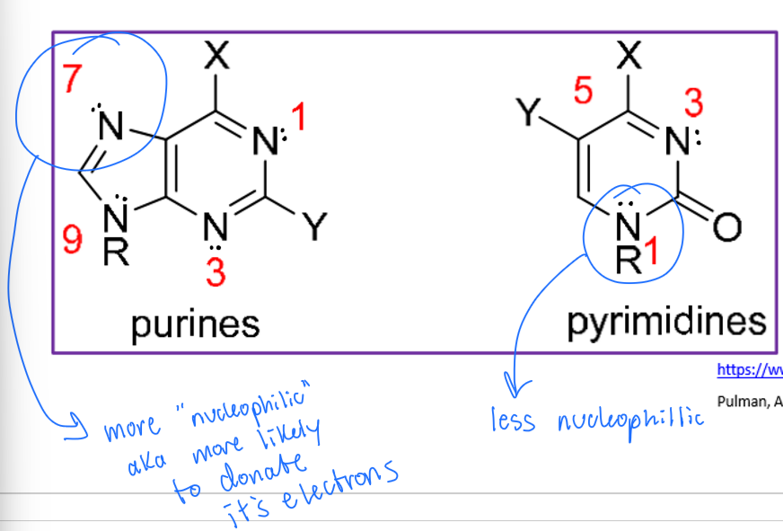 <p>no! it varies. for example, the N7 on guanine is the more nucleophilic than the N1 on cytosine </p>