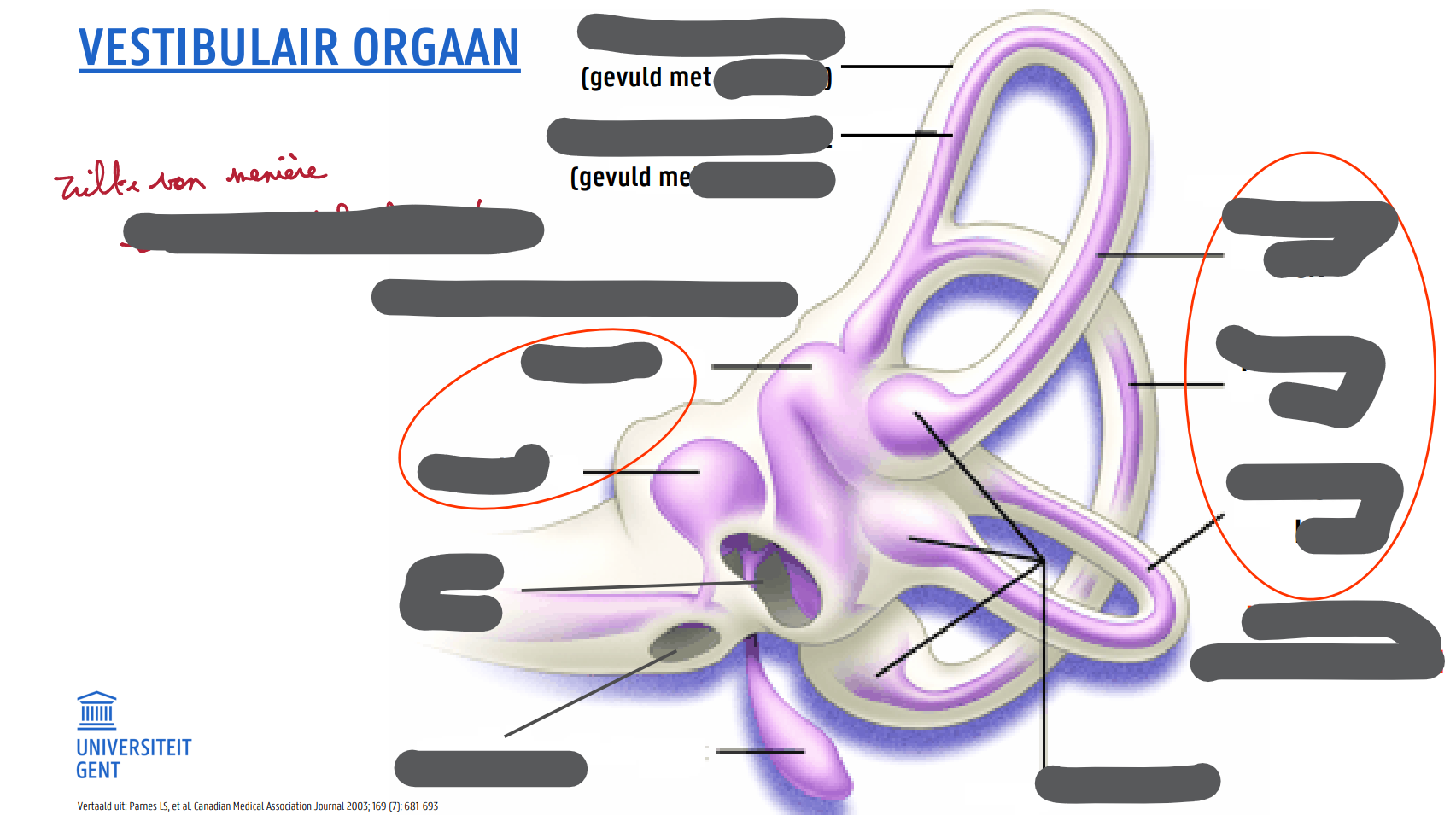 <p>VESTIBULAIR ORGAAN</p>
