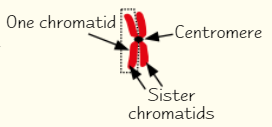 <ul><li><p>As mitosis begins, chromosomes are made of two strands joined in middle by <strong>centromere</strong></p></li><li><p>Separate strands called <strong>chromatids</strong></p><ul><li><p>There are 2 strands because each chromosome has made <strong>identical copy </strong>of itself during <strong>interphase</strong></p></li></ul></li><li><p>When mitosis ends, chromatids end up as one-strand chromosomes in daughter cells</p></li></ul><p></p>