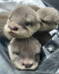 <p><span>CSF is located within the brains ventricles, the subarachnoid space surrounding the brain and spinal cord, and the central canal of the spinal cord</span></p>