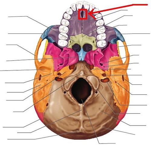 the area between the mental eminence and the inferior incisor teeth