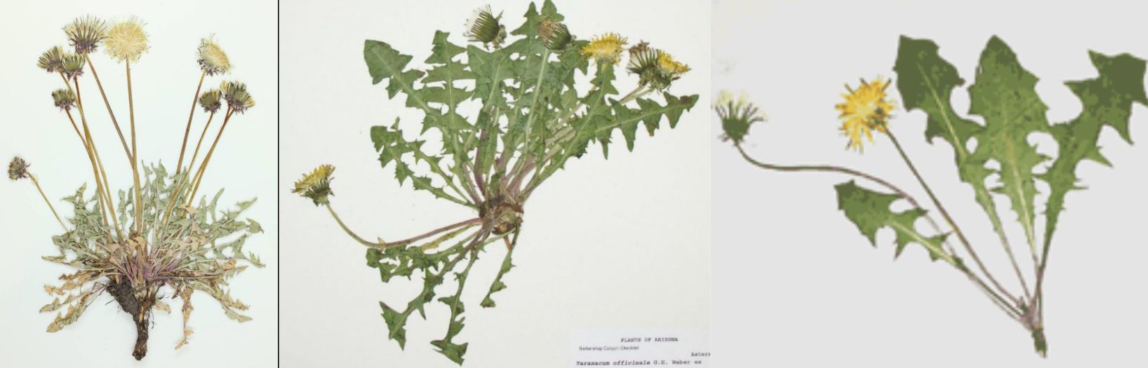 <p>Very deep leaf serrations, almost to rachis</p><p>Broad tip leaves</p><p>2 rows of bracts: 1 upright, 1 curled down</p><p>Taproot</p>