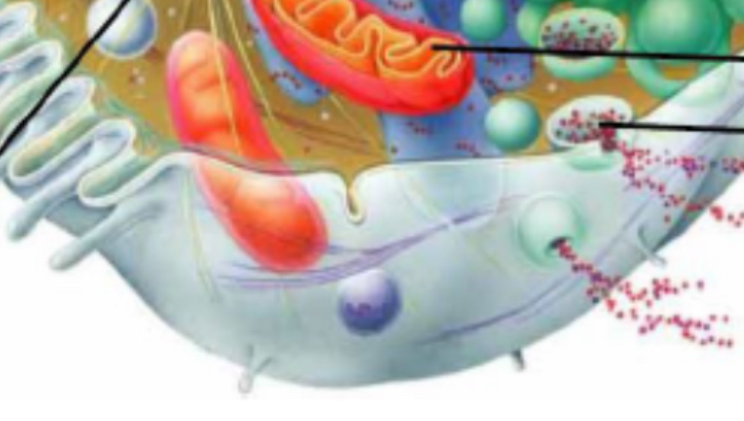<p>Cell membrane</p>