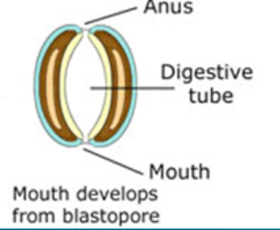 <p>the mouth</p>