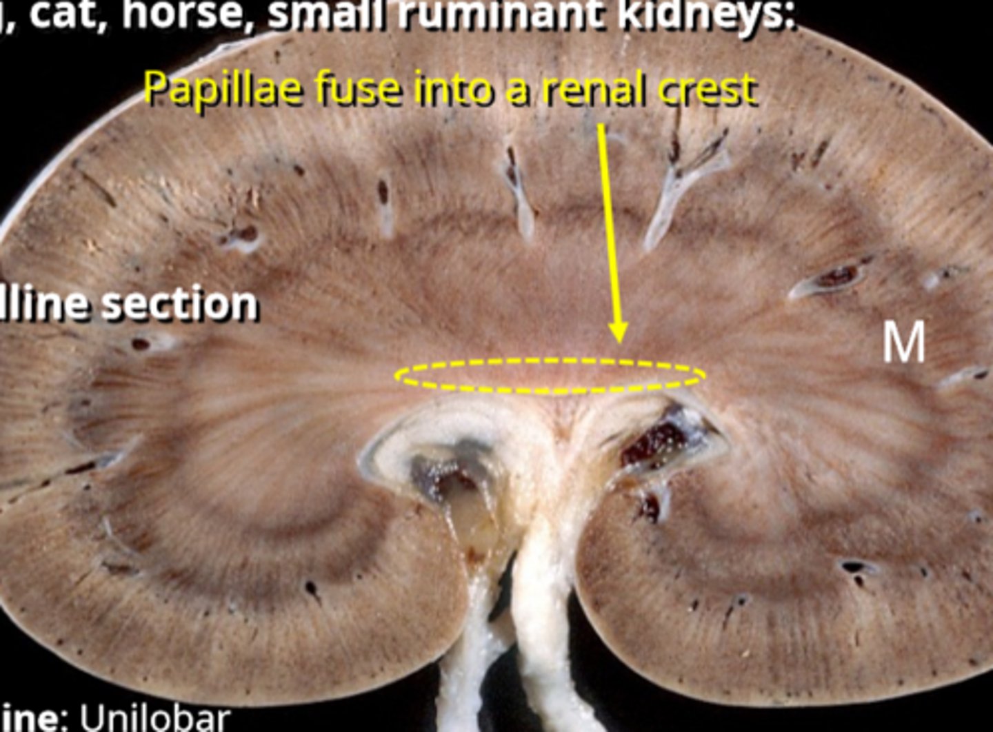 <p>crest, only seen on a top to bottom cut, not transverse</p>
