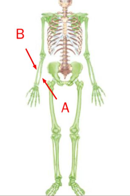 The bone indicated as "A" is the____ __. The bone indicated as "B" is the _______