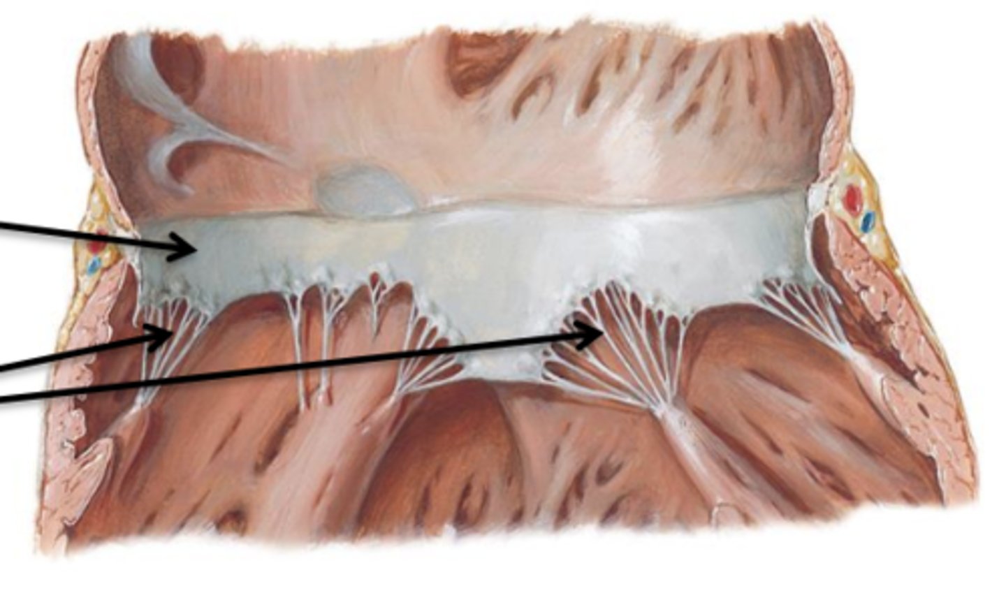 <p>Flaps of connective tissue.</p>