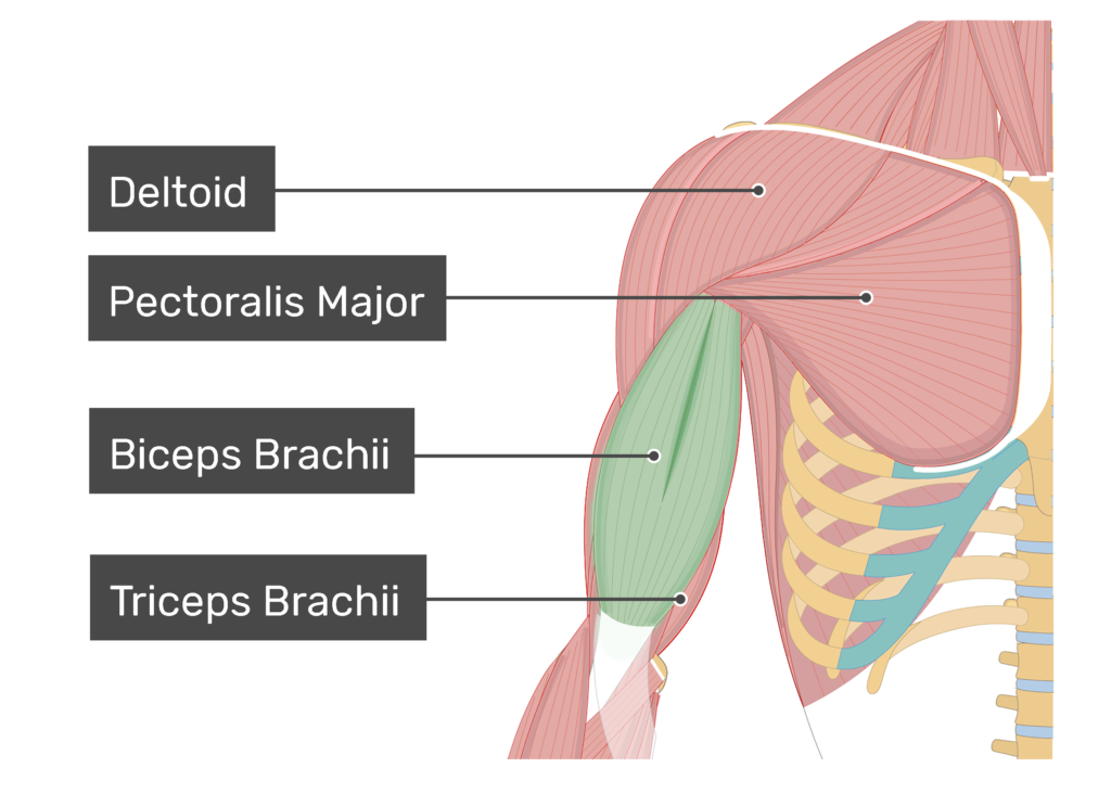 <p>Biceps brachii</p>