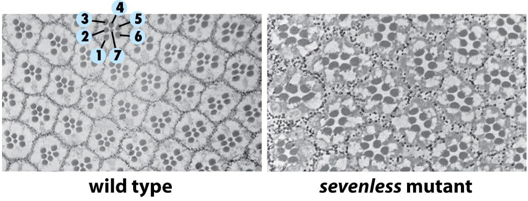 <p><span>Structure of the fruit fly eye - the ommatidia</span></p>
