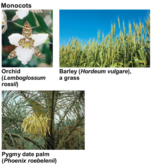 <p>Characteristics of Monocots</p>