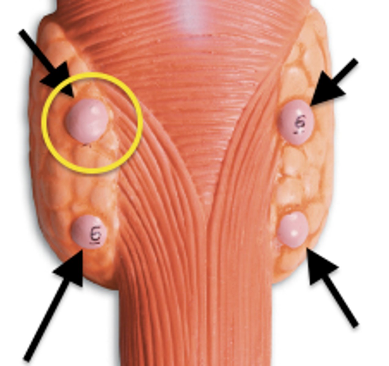 <p>Glands located behind the thyroid that regulate calcium levels in the blood.</p>