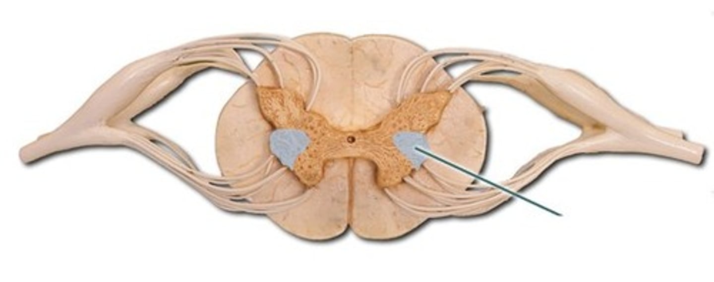 <p>The ______________________ (Ventral horn, Dorsal horn, Lateral horn) contains nuclei (cell bodies) of autonomic motor (efferent) neurons that innervate cardiac muscle, smooth muscle and glands.</p>