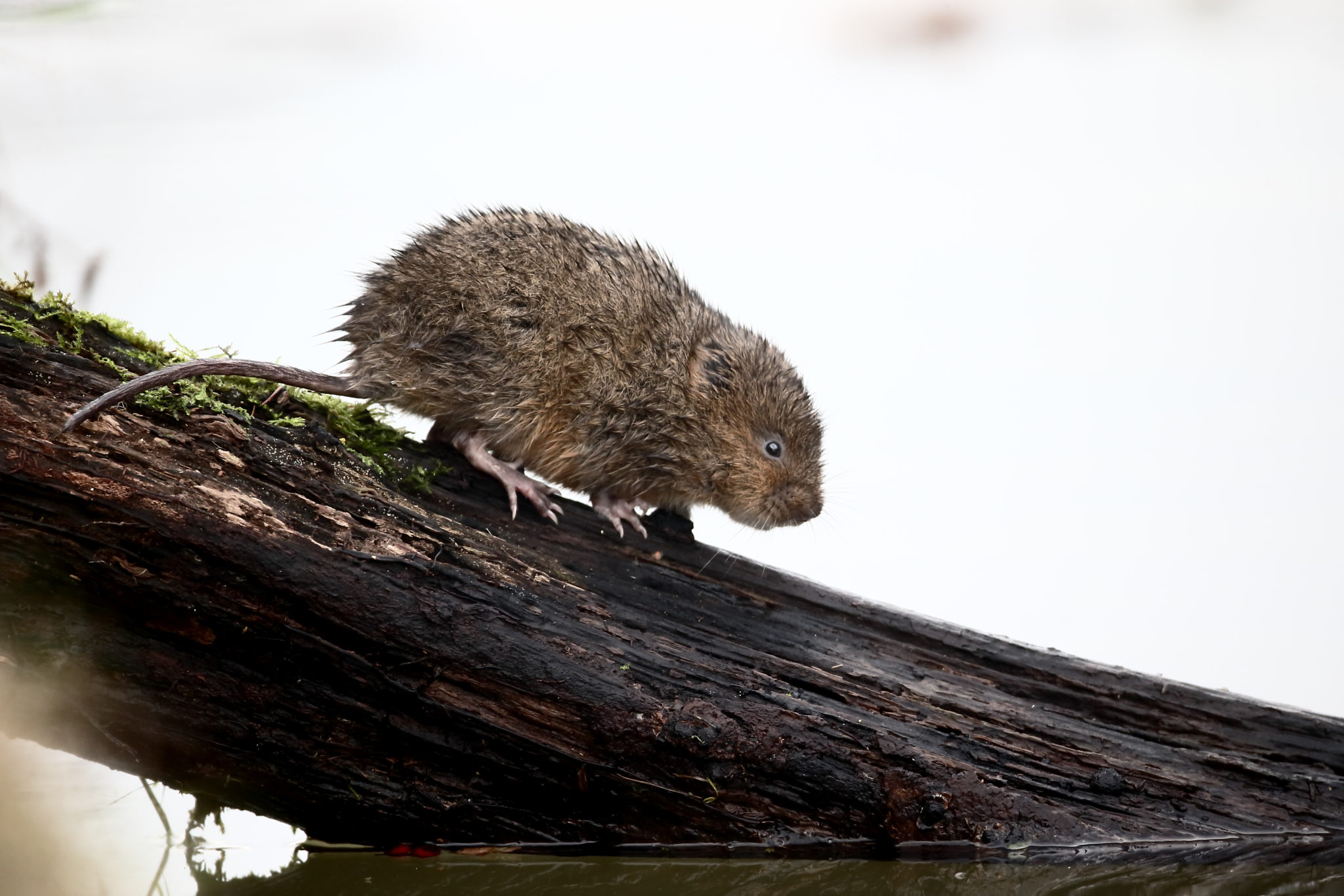<p><em>Arvicola amphibius</em></p>