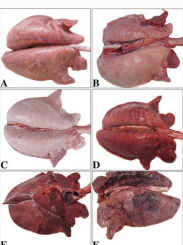 <p>&nbsp;Mycoplasma hyopneumoniae (Enzootic Pneumonia) in<span style="color: rgb(230, 155, 255)"> pigs</span></p>